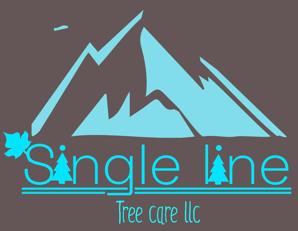 Expert Tree Care Services in Hillsboro, Oregon 